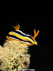 Pyjama nudibranch by Cigdem Cooper 